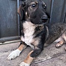 Adopt A Pet :: Samantha - Escondido, CA