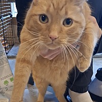 adopt a pet