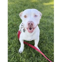 adopt-pet