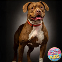 adopt a pet