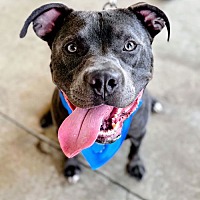 adopt a pet