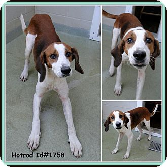 treeing walker beagle mix