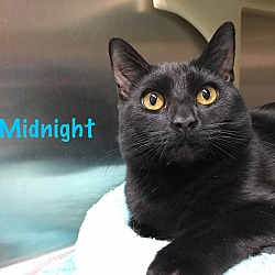 Thumbnail photo of Midnight #1