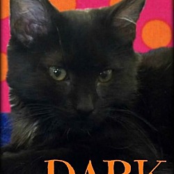Thumbnail photo of Dark #1