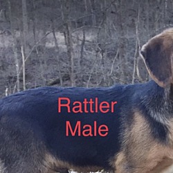 Photo of Rattler