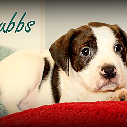 Thumbnail photo of Chubbs~adopted! #2