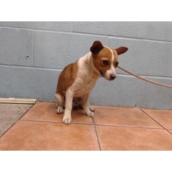 Photo of BABY BOO