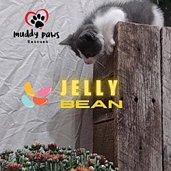 Thumbnail photo of Jelly Belly Litter: Jelly Bean - No Longer Accepting Applications #4