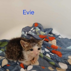 Thumbnail photo of Evie #2