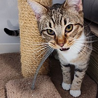 adopt a pet