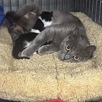 adopt a pet