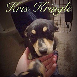 Thumbnail photo of Kris Kringle #1