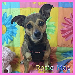 Thumbnail photo of Rosie Mae #1