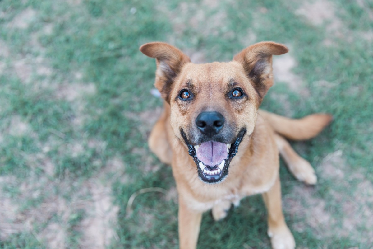 Adopt Boomhower a Tan/Yellow/Fawn Rhodesian Ridgeback / German Shepherd ...