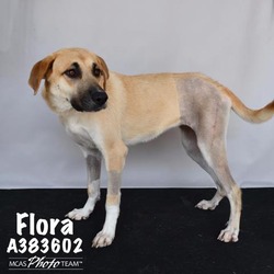 Photo of FLORA