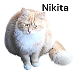 Thumbnail photo of Nikita #1