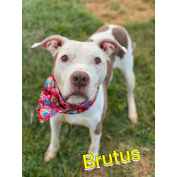 Photo of Brutus