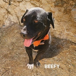 Thumbnail photo of Beefy #1