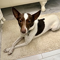 adopt a pet
