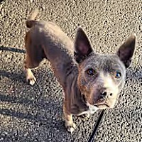adopt a pet