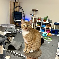 adopt a pet