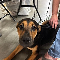 adopt a pet
