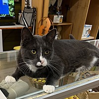 adopt a pet