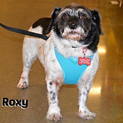 Photo of Roxy
