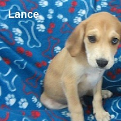 Thumbnail photo of Lance #2