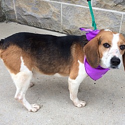 Thumbnail photo of Beagle Boy-Special Needs #4