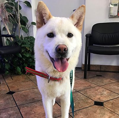 jindo adoption