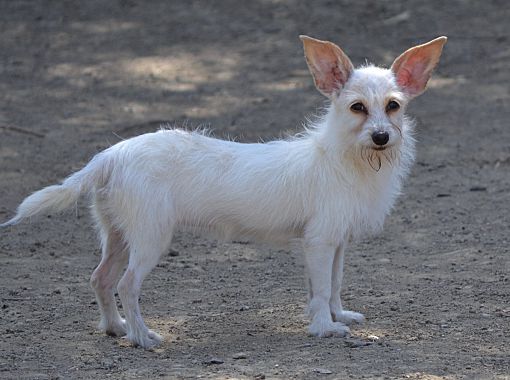 Simi Valley, CA Chihuahua. Meet Clover a Pet for Adoption.