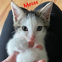 Photo of Mouse