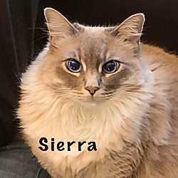 Photo of Sierra (Lionel)