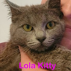 Photo of LOLA Kitty