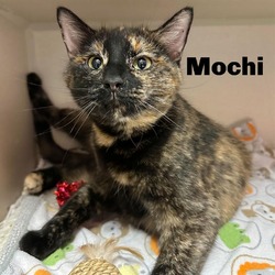 Photo of Mochi 240262