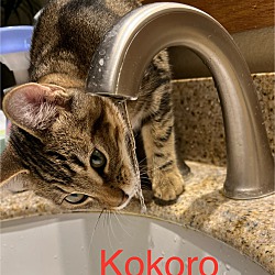 Thumbnail photo of Kokoro #2