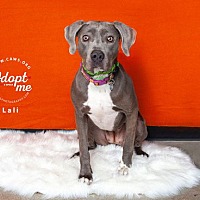 adopt a pet