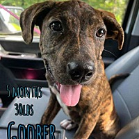 adopt a pet