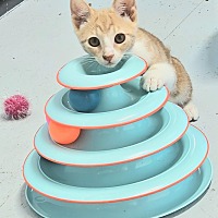 adopt a pet