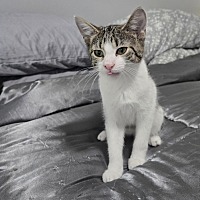 adopt-pet