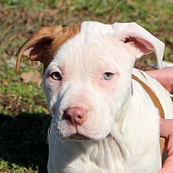 Thumbnail photo of Juno~adopted! #4