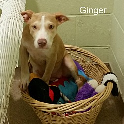 Thumbnail photo of Ginger #4