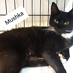 Photo of Mushka