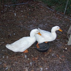 Thumbnail photo of Pekin Ducks(M&F) #1