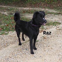 Photo of Raz