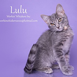 Photo of LULU