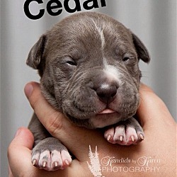 Thumbnail photo of Cedar #2