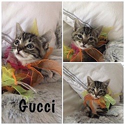 Thumbnail photo of Gucci #2