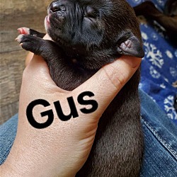 Thumbnail photo of Gus #3